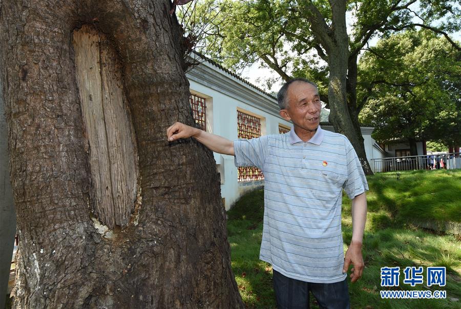 （壯麗70年·奮斗新時代——記者再走長征路·圖文互動）（2）“紅軍樹”下憶初心、守初心